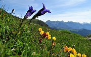 13  Genziana di Koch (Gentiana Kochiana) nei pascoli dei Piani dell'Avaro